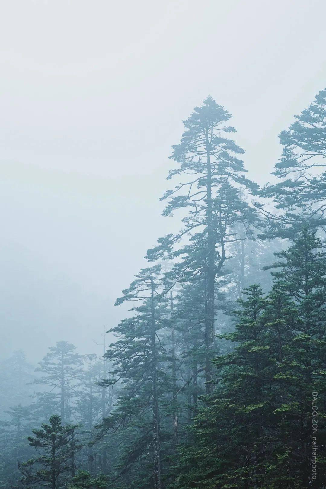 次元喵